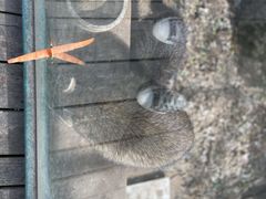 -北京鹿世界主题园