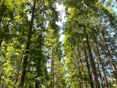 -黄海国家森林公园