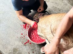 -正宗简阳一品鲜羊肉汤(金河路店)