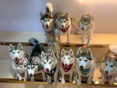 -Husky Go! 哈士奇体验馆·宠物咖啡厅狗咖