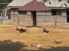 -石家庄市动物园