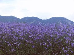 -紫云台香草园