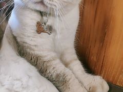 -喵园·猫主题咖啡厅·撸猫·猫咖(国贸店)