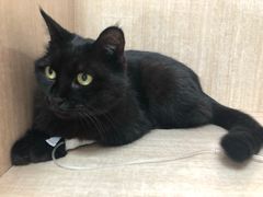 -北京观赏动物医院·24小时大型综合·猫专科·异宠专科