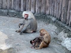 -上海野生动物园