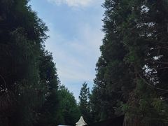 -重庆睡佛山森林公园