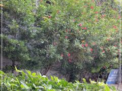 -香顺·客家菜(东坑店)