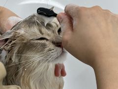 -爱洗澡的猫(天河路店)