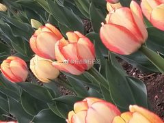 -长春公园(普阳街道)