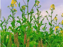 -中国天府农业博览园