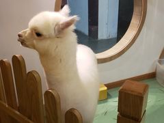 -藦茜花园宠物主题亲子互动体验馆(国顺东路店)