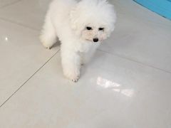 -翊宠yipet猫狗购宠庄园犬舍•猫舍