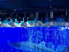 -烟台海昌鲸鲨海洋公园