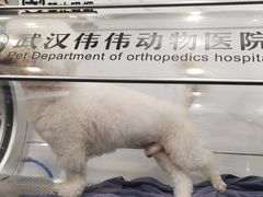 -伟伟宠物医院·CT影像中心·瑞派犬猫综合性门诊(汉口总院)