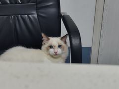 -宠颐生动物医院·猫科·心脏科(海口分院)