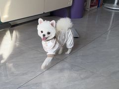 -萌宠之家·腊肠犬·马尔泰·小体犬舍