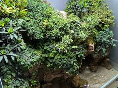 -龙大花卉苗木市场