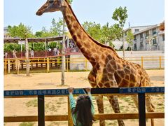 -西霞口神雕山野生动物世界