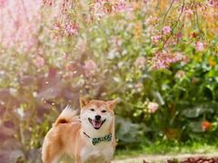 -美联众合动物医院·24h京西诊疗中心