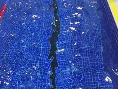 -小蓝鲸游泳培训基地(积水潭店)