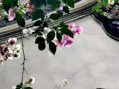 -深圳国际园林花卉博览园