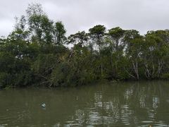 -东寨港红树林旅游区