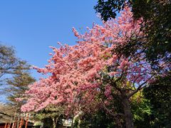 -森波拉火山温泉