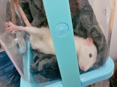 -派联宠物医院·24h·CT·异宠