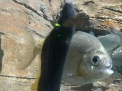 黑魔鬼-多彩贵州城极地海洋世界