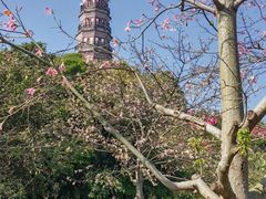 -顺峰山公园