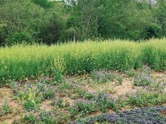 -盘龙城国家考古遗址公园