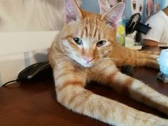 -Cappucimeow猫咪咖啡馆(韦伯时代店)