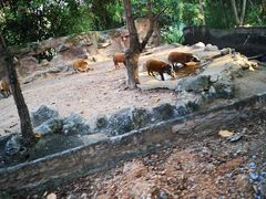 -清迈夜间动物园