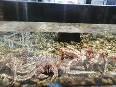 -盒马鲜生(岭南新世界店)