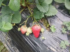 -胜丰草莓采摘园