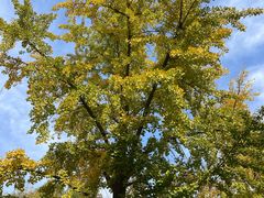 -三里屯东五街银杏大道