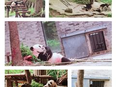 -都江堰中华大熊猫苑
