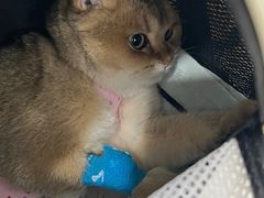 -纳吉亚猫专科动物诊疗中心(蒋宅口分院)