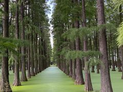 -渌洋湖湿地公园