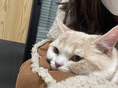 -伟伟宠物医院·CT影像中心·瑞派犬猫综合性门诊(汉口总院)