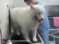 -达爱动物医院·犬猫分区·CT·复杂眼科(远洋山水分院)
