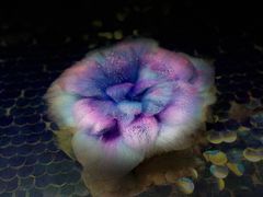 -鑫艺宠物美容培训学校