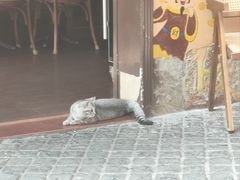 -猫岛主趣味餐厅(鼓浪屿店)