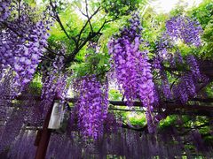 -嘉定紫藤园