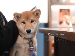 -Punchline Coffee&Roaster(同济大学店)