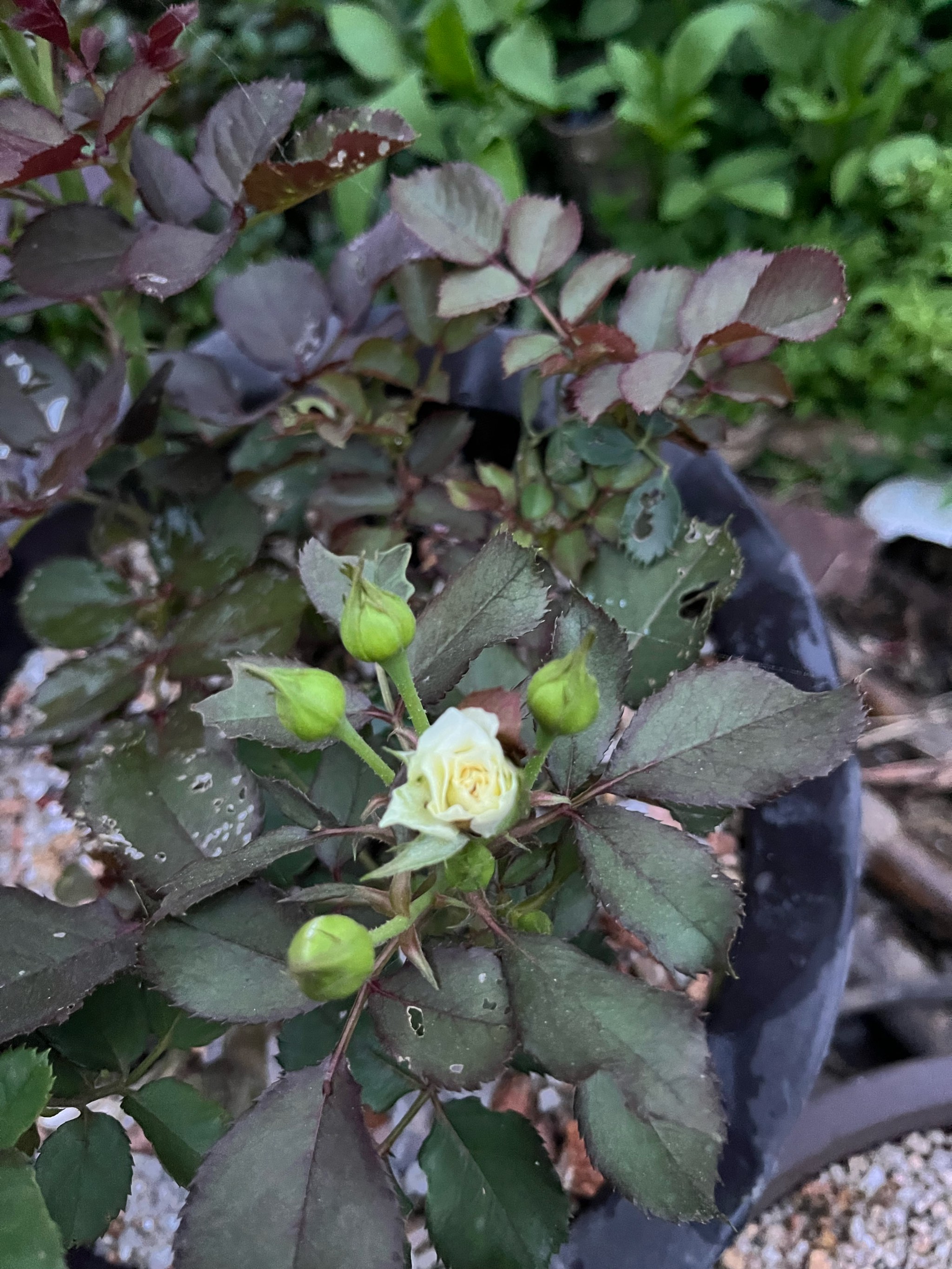 玫瑰花几点钟开花图片