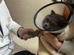 -艾贝尔宠物医院 ·内科全科(梁溪路店)