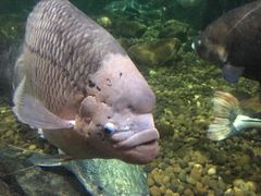 -暹罗海洋世界