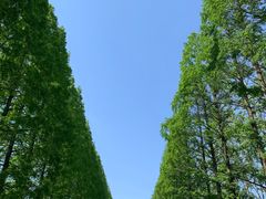 -黄海国家森林公园