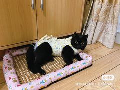 -北京观赏动物医院·24小时大型综合·猫专科·异宠专科